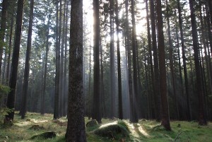 Bäume und Licht